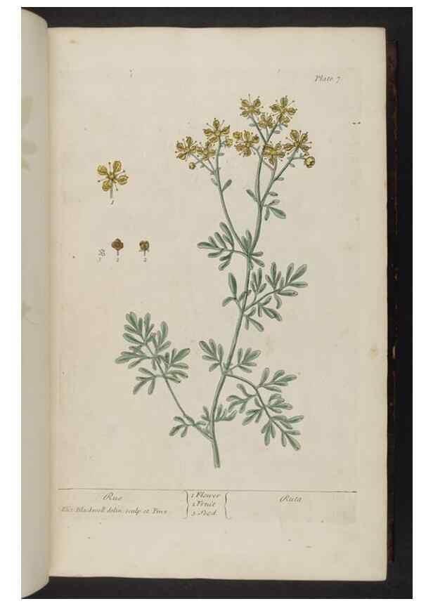 Reproducción/Reproduction 8252776640: A curious herbal. London : Printed for Samuel Harding, 1737-1739.