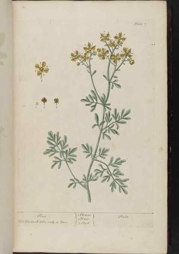 Reproducción/Reproduction 8252776640: A curious herbal. London : Printed for Samuel Harding, 1737-1739.