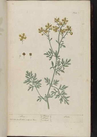 Reproducción/Reproduction 8252776640: A curious herbal. London : Printed for Samuel Harding, 1737-1739.