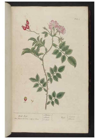 Reproducción/Reproduction 8251706043: A curious herbal. London : Printed for Samuel Harding, 1737-1739.
