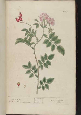 Reproducción/Reproduction 8251706043: A curious herbal. London : Printed for Samuel Harding, 1737-1739.
