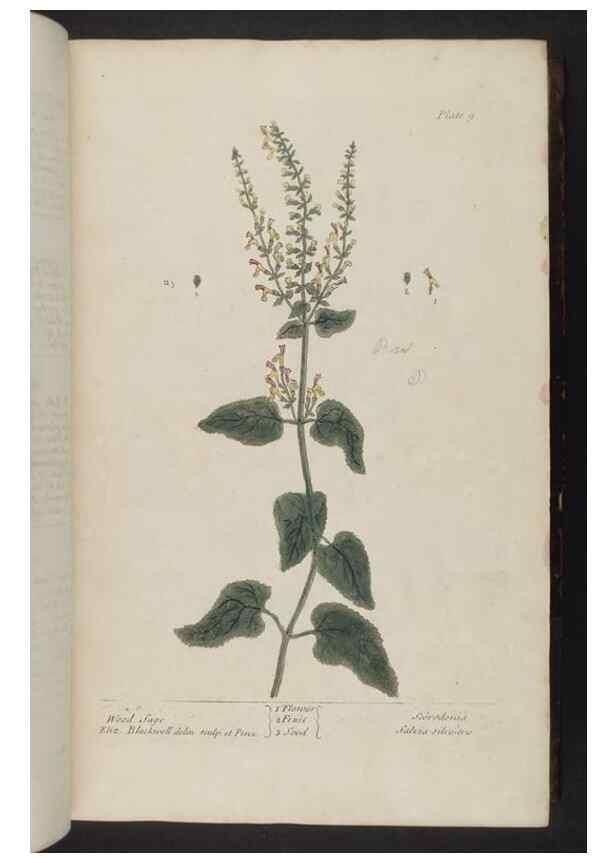 Reproducción/Reproduction 8252777012: A curious herbal. London : Printed for Samuel Harding, 1737-1739.