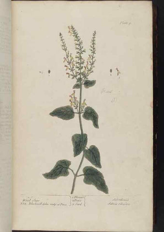 Reproducción/Reproduction 8252777012: A curious herbal. London : Printed for Samuel Harding, 1737-1739.