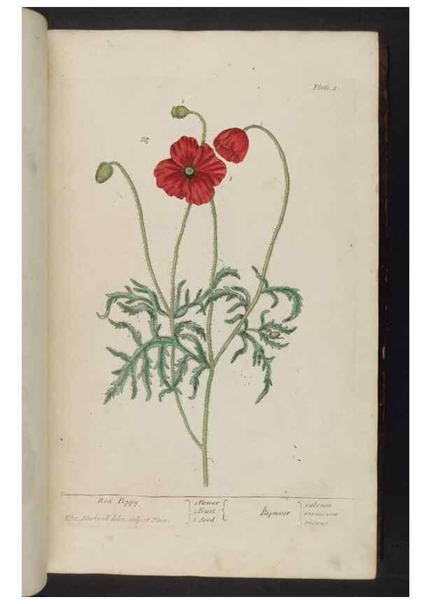 Reproducción/Reproduction 8252775782: A curious herbal. London : Printed for Samuel Harding, 1737-1739.