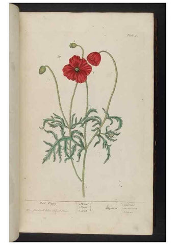 Reproducción/Reproduction 8252775782: A curious herbal. London : Printed for Samuel Harding, 1737-1739.