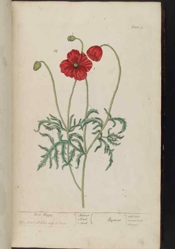 Reproducción/Reproduction 8252775782: A curious herbal. London : Printed for Samuel Harding, 1737-1739.