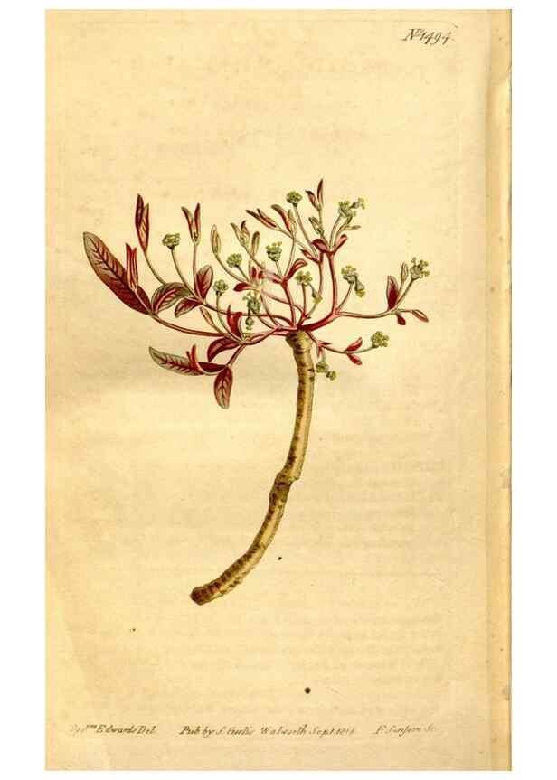 Reproducción/Reproduction 8248032852: Curtis's botanical magazine.. London ;New York [etc.] :Academic Press [etc.]