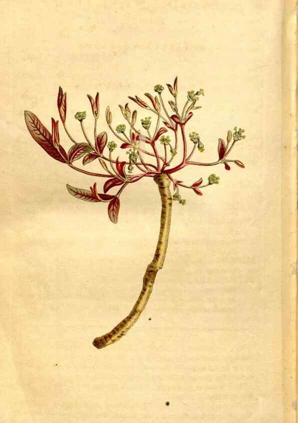 Reproducción/Reproduction 8248032852: Curtis's botanical magazine.. London ;New York [etc.] :Academic Press [etc.]