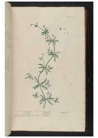 Reproducción/Reproduction 8252782778: A curious herbal. London : Printed for Samuel Harding, 1737-1739.