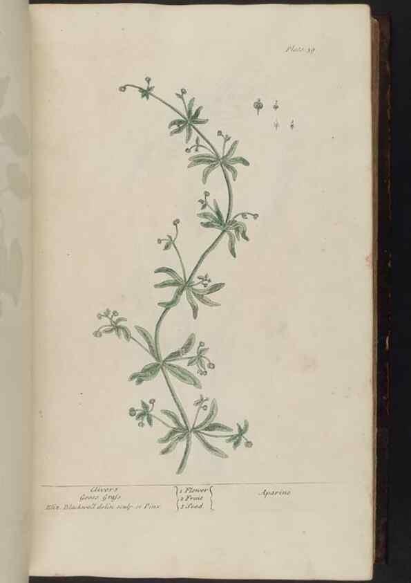 Reproducción/Reproduction 8252782778: A curious herbal. London : Printed for Samuel Harding, 1737-1739.