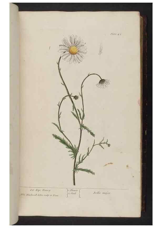 Reproducción/Reproduction 8252783442: A curious herbal. London : Printed for Samuel Harding, 1737-1739.