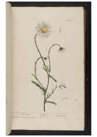 Reproducción/Reproduction 8252783442: A curious herbal. London : Printed for Samuel Harding, 1737-1739.