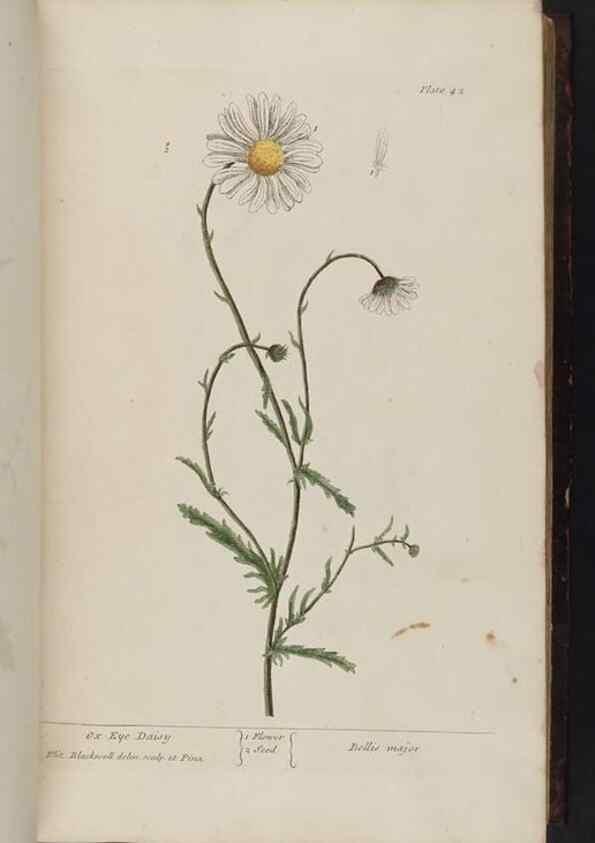 Reproducción/Reproduction 8252783442: A curious herbal. London : Printed for Samuel Harding, 1737-1739.