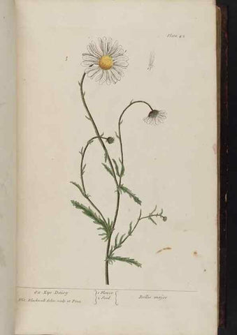 Reproducción/Reproduction 8252783442: A curious herbal. London : Printed for Samuel Harding, 1737-1739.