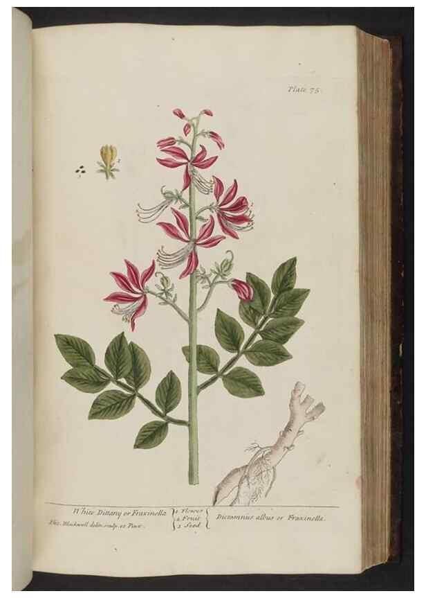 Reproducción/Reproduction 8251717797: A curious herbal. London : Printed for Samuel Harding, 1737-1739.
