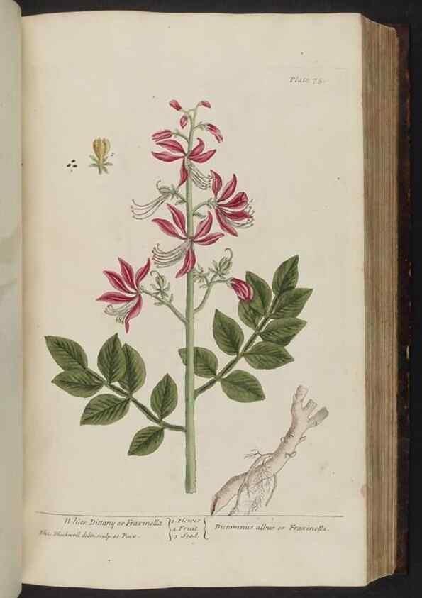 Reproducción/Reproduction 8251717797: A curious herbal. London : Printed for Samuel Harding, 1737-1739.