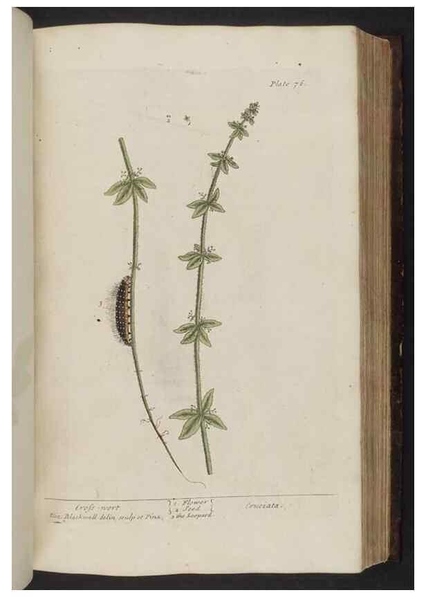 Reproducción/Reproduction 8252788678: A curious herbal. London : Printed for Samuel Harding, 1737-1739.