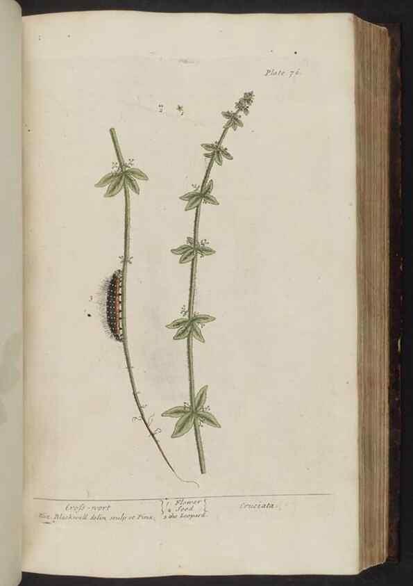 Reproducción/Reproduction 8252788678: A curious herbal. London : Printed for Samuel Harding, 1737-1739.