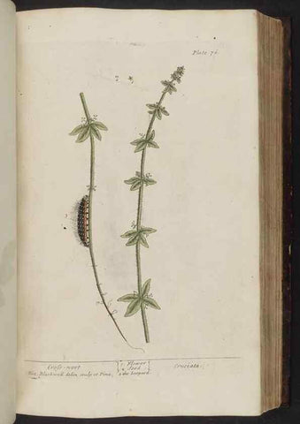 Reproducción/Reproduction 8252788678: A curious herbal. London : Printed for Samuel Harding, 1737-1739.