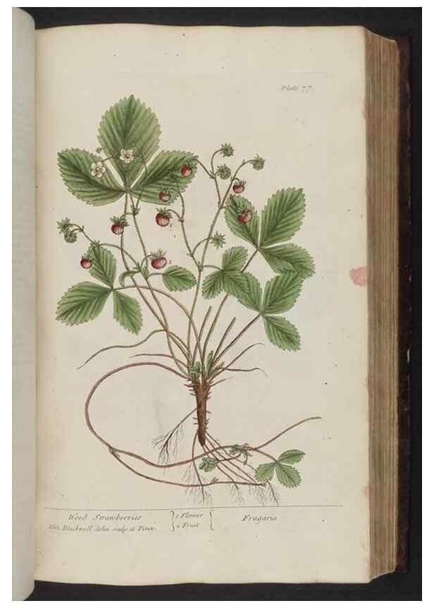 Reproducción/Reproduction 8252788978: A curious herbal. London : Printed for Samuel Harding, 1737-1739.