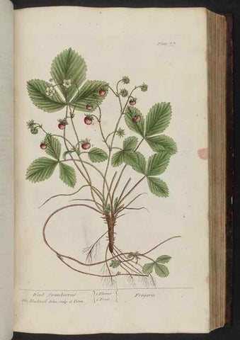 Reproducción/Reproduction 8252788978: A curious herbal. London : Printed for Samuel Harding, 1737-1739.