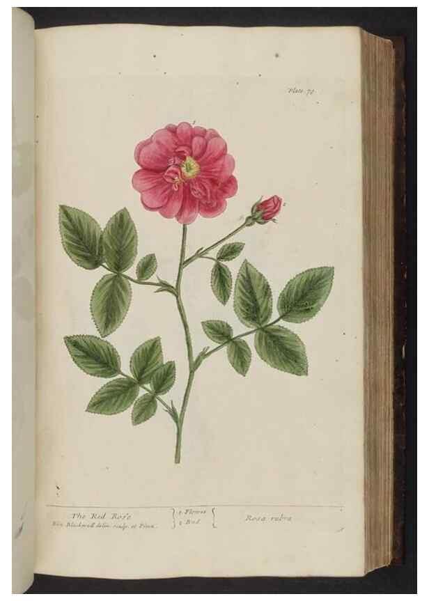 Reproducción/Reproduction 8252789270: A curious herbal. London : Printed for Samuel Harding, 1737-1739.