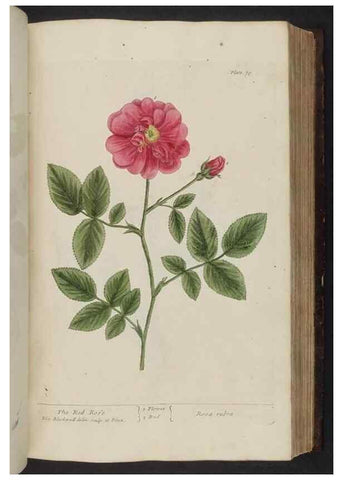 Reproducción/Reproduction 8252789270: A curious herbal. London : Printed for Samuel Harding, 1737-1739.