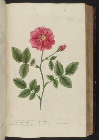 Reproducción/Reproduction 8252789270: A curious herbal. London : Printed for Samuel Harding, 1737-1739.