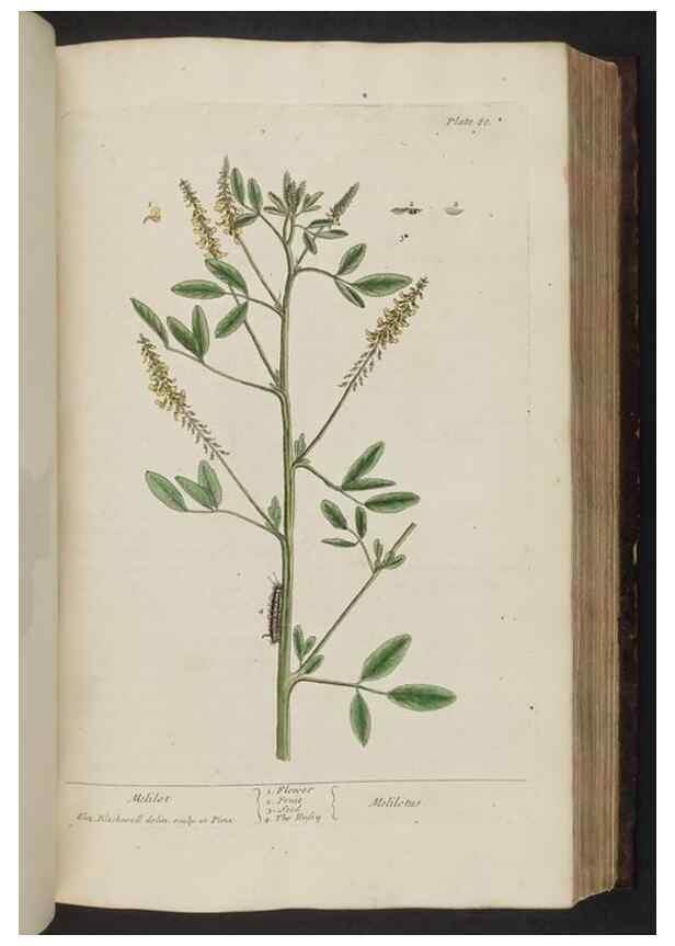 Reproducción/Reproduction 8252789700: A curious herbal. London : Printed for Samuel Harding, 1737-1739.