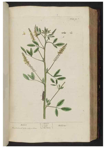 Reproducción/Reproduction 8252789700: A curious herbal. London : Printed for Samuel Harding, 1737-1739.