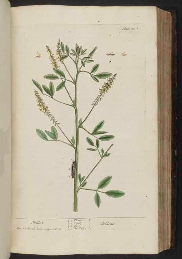 Reproducción/Reproduction 8252789700: A curious herbal. London : Printed for Samuel Harding, 1737-1739.