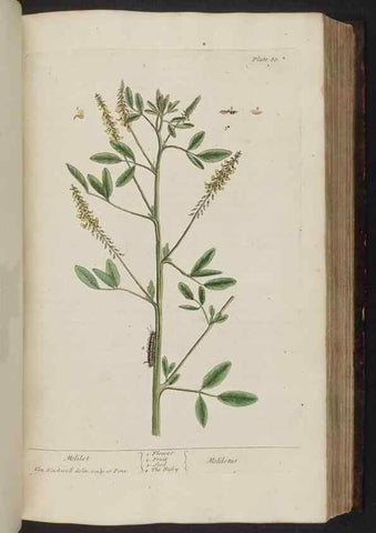 Reproducción/Reproduction 8252789700: A curious herbal. London : Printed for Samuel Harding, 1737-1739.