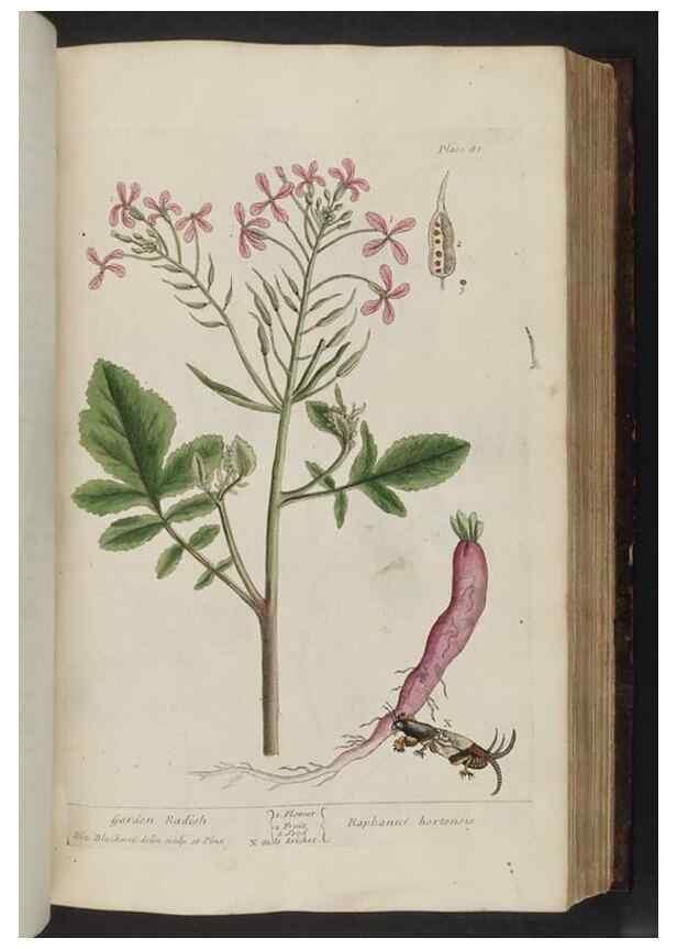Reproducción/Reproduction 8252789898: A curious herbal. London : Printed for Samuel Harding, 1737-1739.