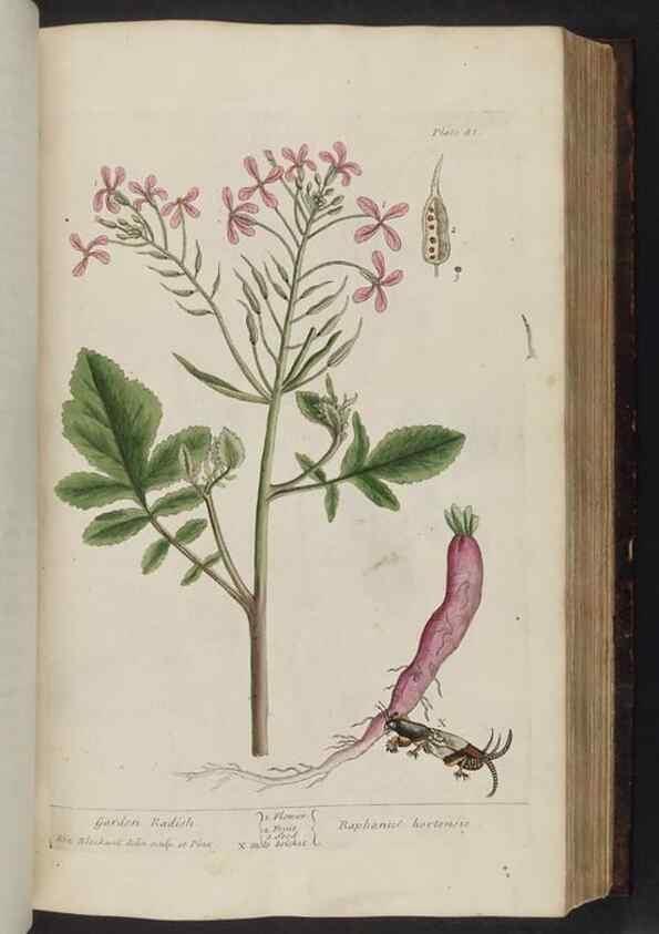 Reproducción/Reproduction 8252789898: A curious herbal. London : Printed for Samuel Harding, 1737-1739.