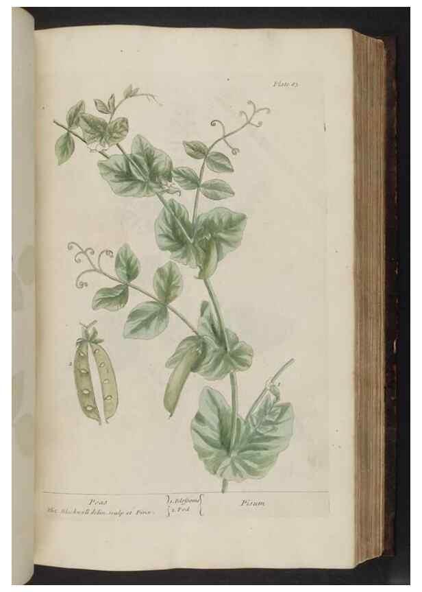 Reproducción/Reproduction 8252790364: A curious herbal. London : Printed for Samuel Harding, 1737-1739.