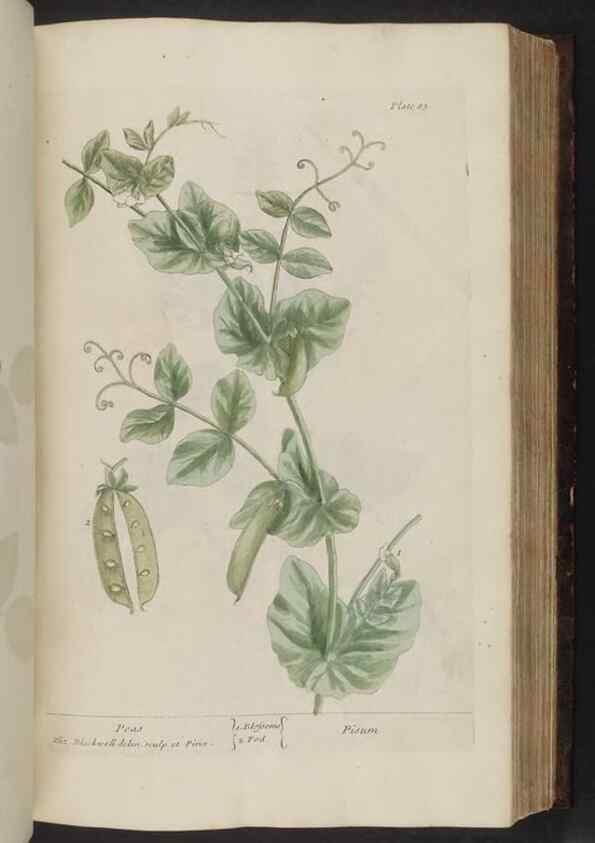 Reproducción/Reproduction 8252790364: A curious herbal. London : Printed for Samuel Harding, 1737-1739.