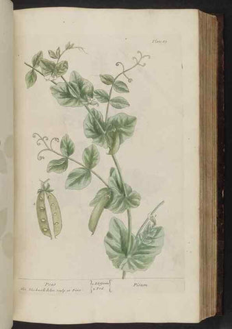 Reproducción/Reproduction 8252790364: A curious herbal. London : Printed for Samuel Harding, 1737-1739.