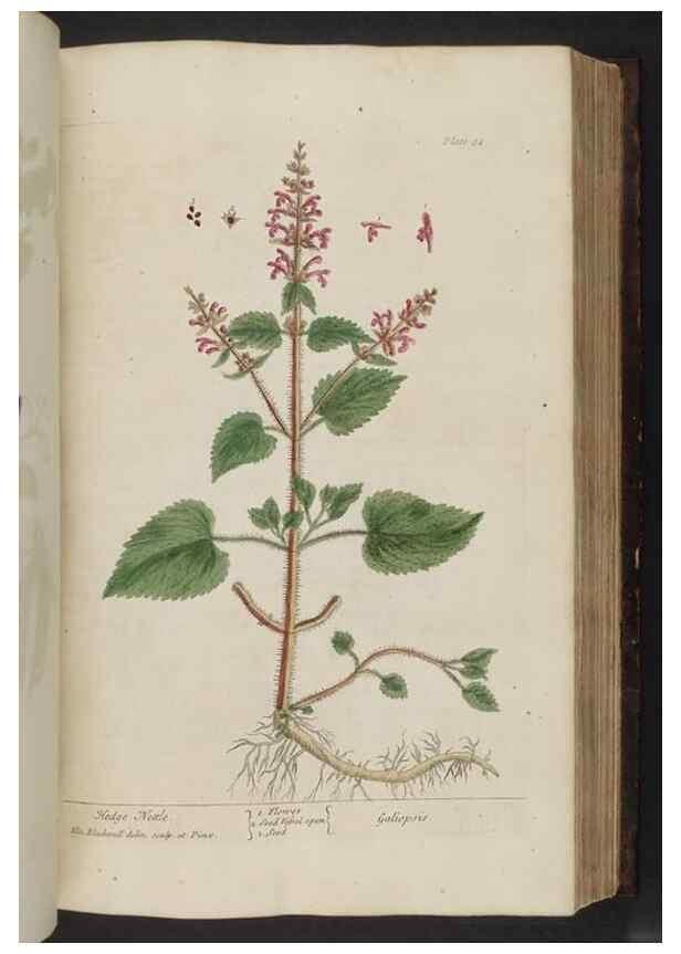 Reproducción/Reproduction 8252790524: A curious herbal. London : Printed for Samuel Harding, 1737-1739.