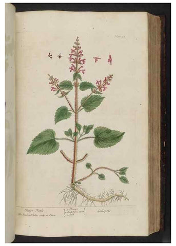 Reproducción/Reproduction 8252790524: A curious herbal. London : Printed for Samuel Harding, 1737-1739.