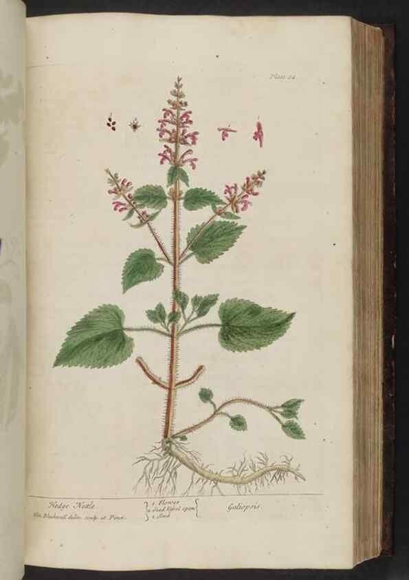 Reproducción/Reproduction 8252790524: A curious herbal. London : Printed for Samuel Harding, 1737-1739.