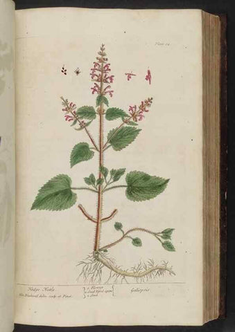 Reproducción/Reproduction 8252790524: A curious herbal. London : Printed for Samuel Harding, 1737-1739.