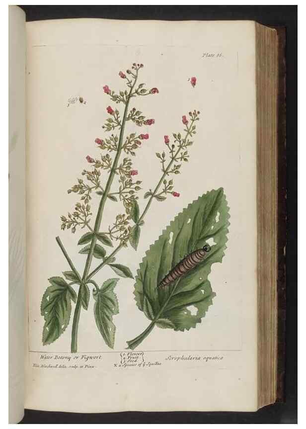 Reproducción/Reproduction 8251720183: A curious herbal. London : Printed for Samuel Harding, 1737-1739.