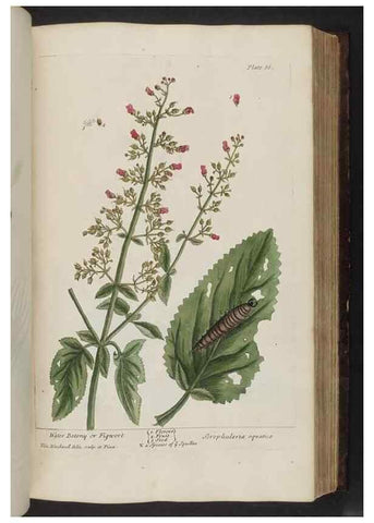 Reproducción/Reproduction 8251720183: A curious herbal. London : Printed for Samuel Harding, 1737-1739.