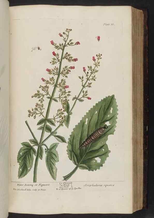 Reproducción/Reproduction 8251720183: A curious herbal. London : Printed for Samuel Harding, 1737-1739.
