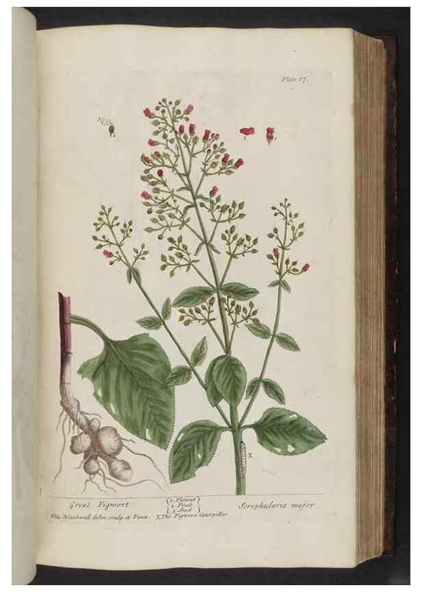 Reproducción/Reproduction 8251720365: A curious herbal. London : Printed for Samuel Harding, 1737-1739.