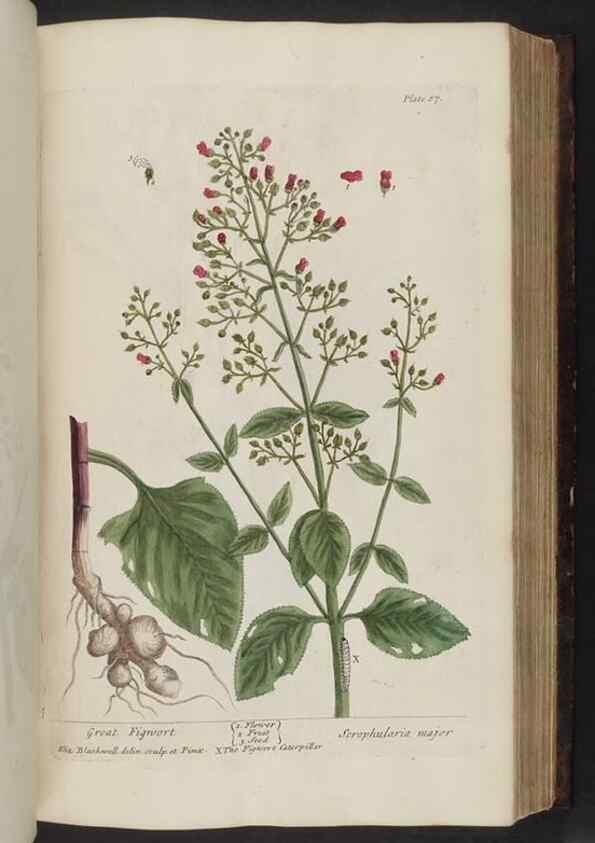 Reproducción/Reproduction 8251720365: A curious herbal. London : Printed for Samuel Harding, 1737-1739.