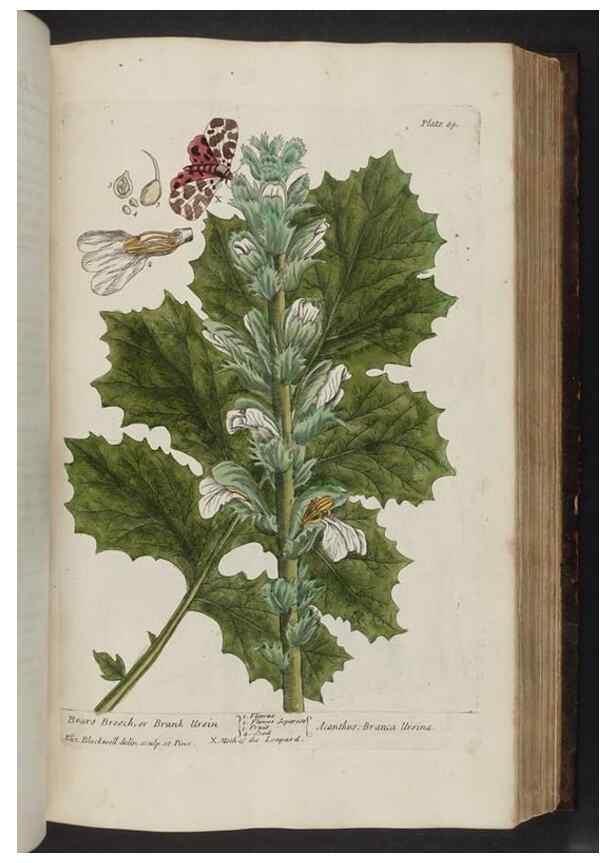 Reproducción/Reproduction 8252791660: A curious herbal. London : Printed for Samuel Harding, 1737-1739.