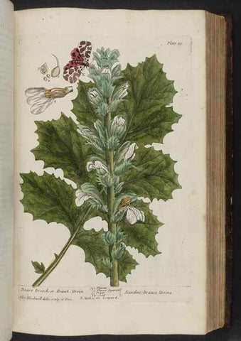 Reproducción/Reproduction 8252791660: A curious herbal. London : Printed for Samuel Harding, 1737-1739.