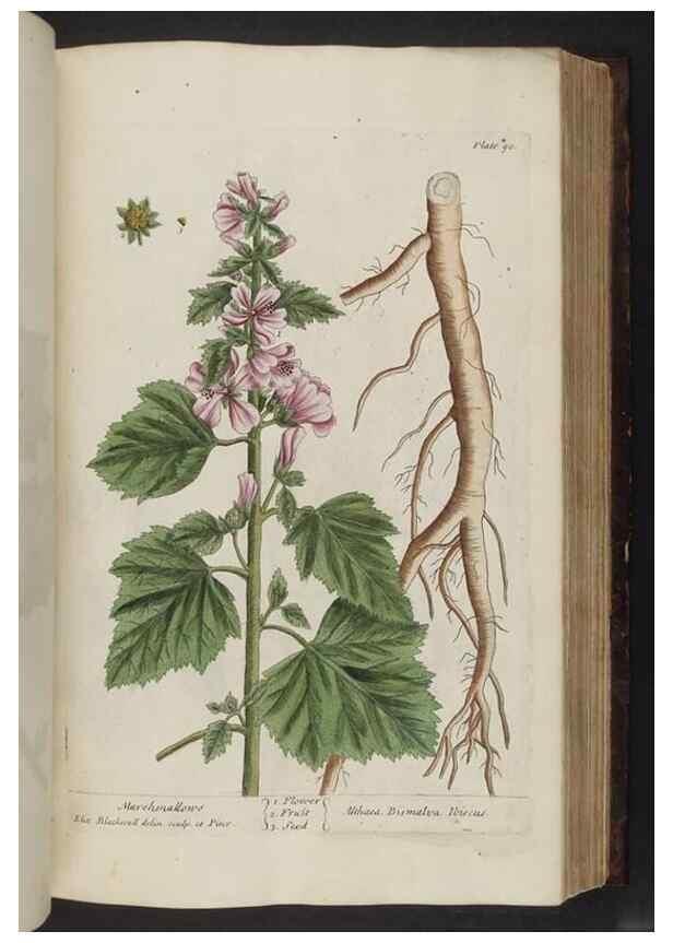 Reproducción/Reproduction 8252791824: A curious herbal. London : Printed for Samuel Harding, 1737-1739.