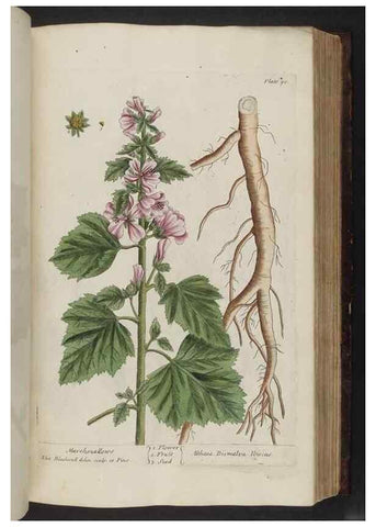 Reproducción/Reproduction 8252791824: A curious herbal. London : Printed for Samuel Harding, 1737-1739.